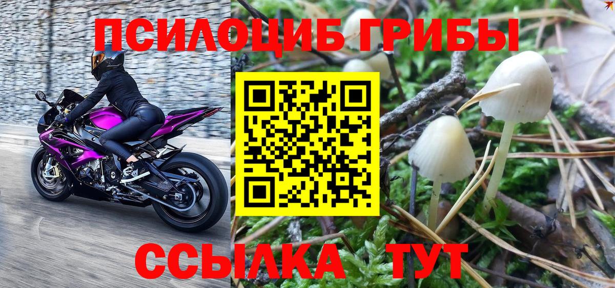 Рубцовск  купить наркотик  Вход с VPN  Псилоцибиновые грибы Cubensis 